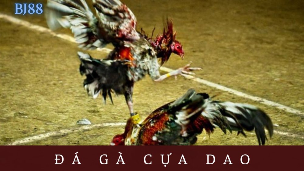 Đá gà cựa dao là gì?