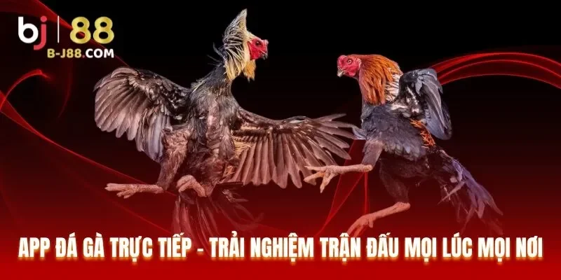 App Đá Gà Trực Tiếp – Trải Nghiệm Trận Đấu Mọi Lúc Mọi Nơi