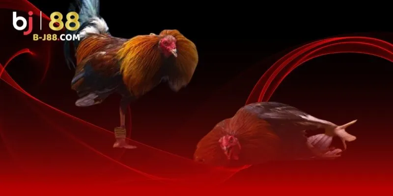Khái quát chính sách miễn trừ trách nhiệm BJ88