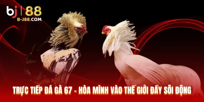 Trực Tiếp Đá Gà 67 – Hòa Mình Vào Thế Giới Đầy Sôi Động